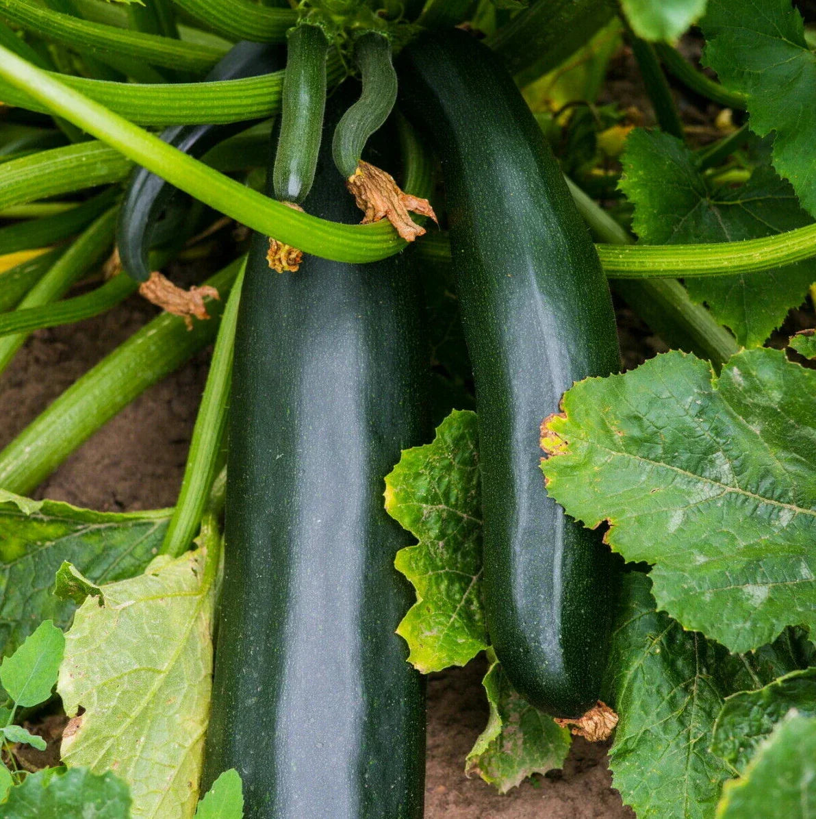 Black Beauty Zucchini Seeds | Bush Dark Green Courgette | Cucurbita pepo | Non-GMO Summer Squash for Home Gardeners