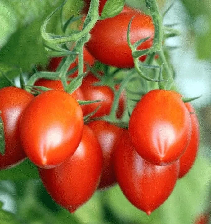Organic Roma Tomato Seeds, 100 Count, Non-GMO, Solanum lycopersicum, Ideal for Home Gardens, USA Grown