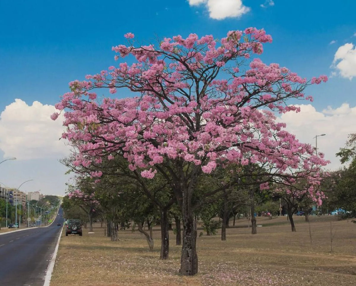 Pink Trumpet Tree Seeds - 15 Pre-Stratified Seeds - Tabebuia rosea - Tropical Flowering Tree for Gardens and Landscapes