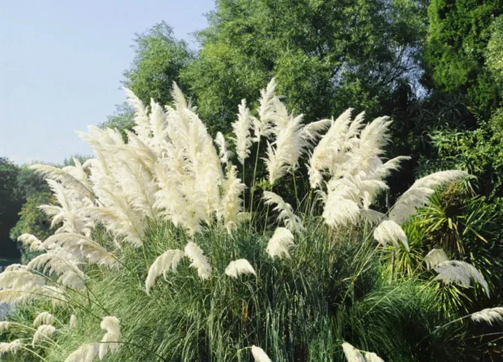White Pampas Grass Plants - 3 Fully Rooted Live Shrubs in Pot - Cortaderia selloana - Drought-Tolerant Ornamental Garden Decor