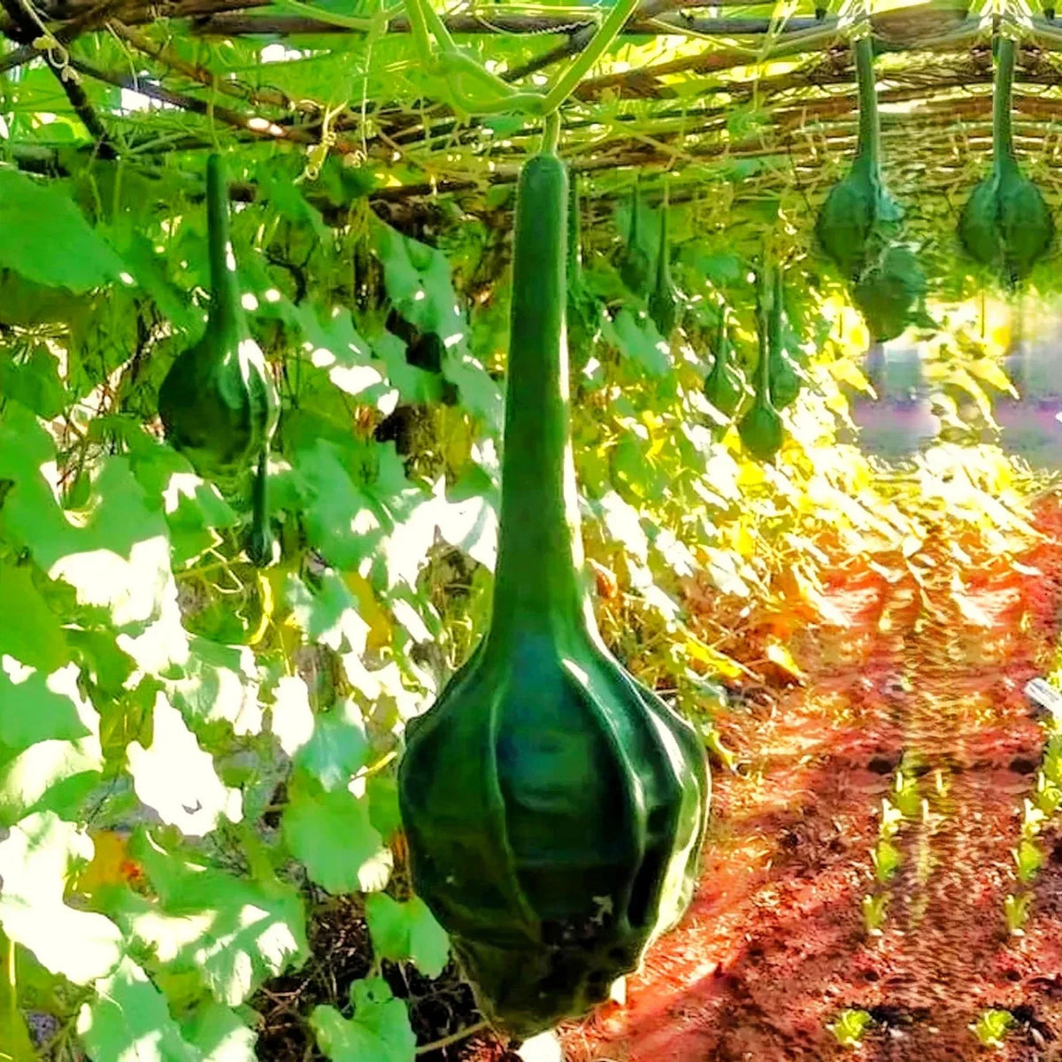 Caveman's Club Gourd Seeds - Maranka Large Variety - Unique Heirloom Vegetable Seeds - Lagenaria siceraria - 10 Seeds