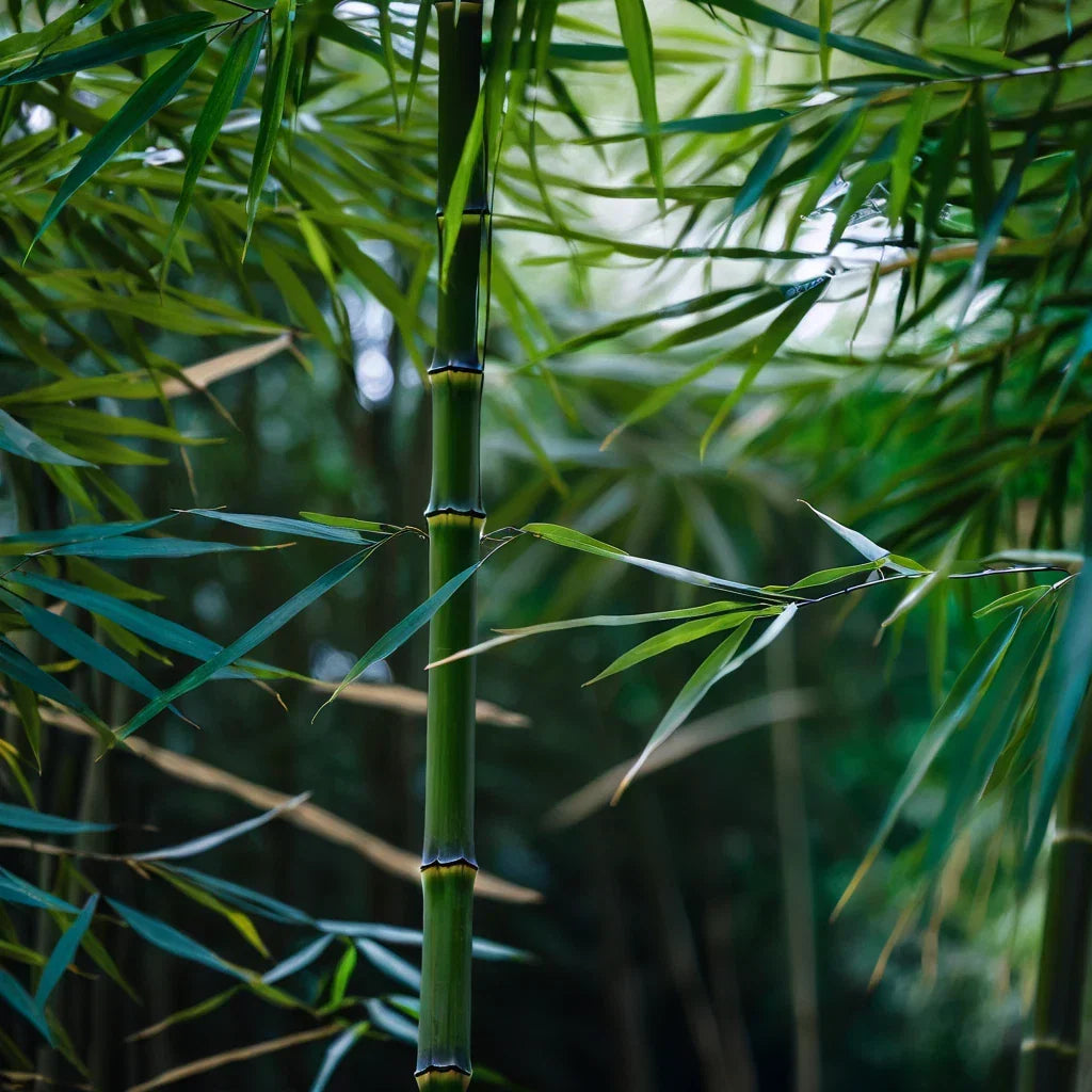 Bamboo Seeds 50 Pack - Clumping Privacy Plant - Square Stem - Fast Growing - Bambusa spp. - Ideal Shade Screen for Garden