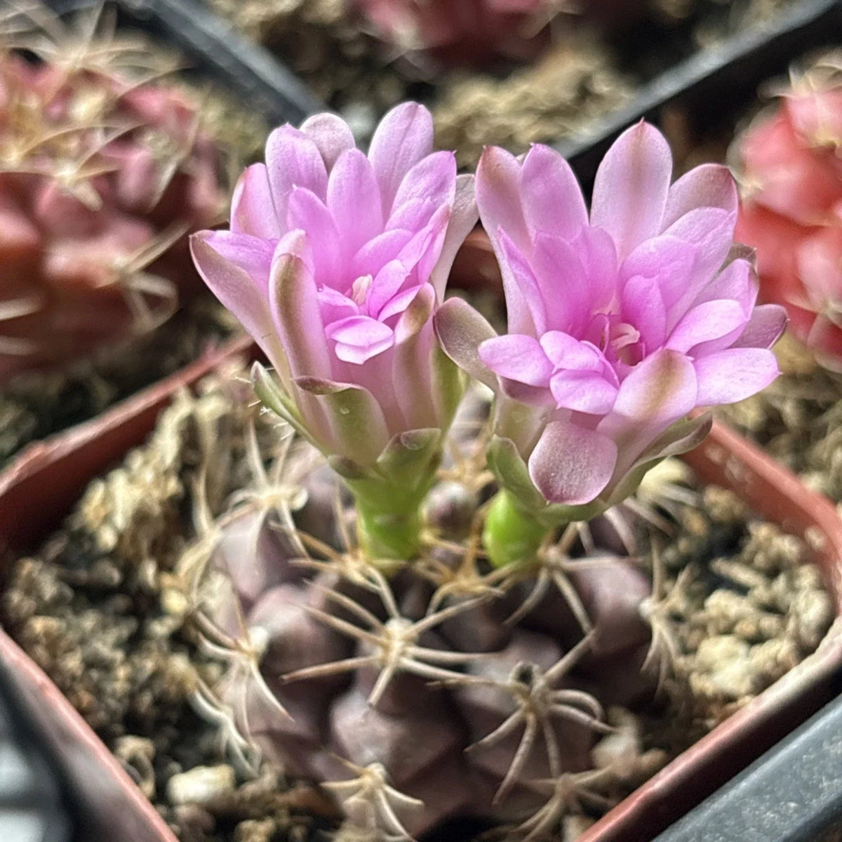 Gymnocalycium Friedrichii Cactus Plant, Fully Rooted 2 in, Pink Flowers, Easy Care Succulent, Indoor Houseplant, Gymnocalycium friedrichii