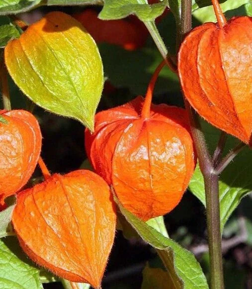 Chinese Lantern Seeds 100+ Pack - "Franchetti" Ornamental Perennial Flower (Physalis alkekengi) for Vibrant Garden Display