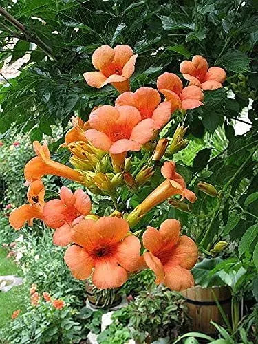 Creeper Vine Seeds - 25 Pack - Orange Hummingbird Trumpet - Campsis radicans - Attracts Hummingbirds & Butterflies
