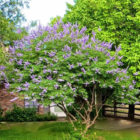 Unrooted Cuttings 6+4 Blue-Purple Vitex Agnus-Castus Chaste Tree for Rooting and Grafting, Pollinator Friendly, Low Maintenance