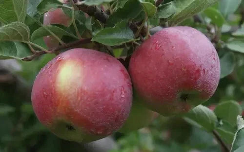 Empire Apple Seeds - 25+ Pack - Malus domestica - Non-GMO, USA Grown - Perfect for Home Gardening and Orchards