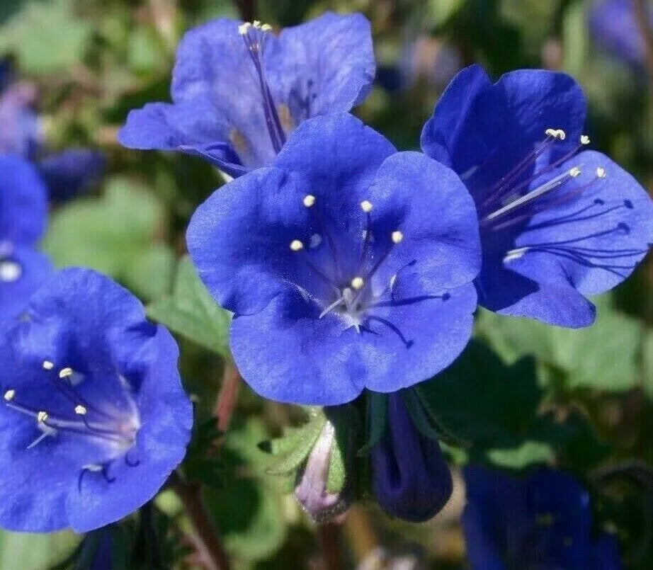 California Bluebell Flower Seeds - 1000+ Annual - Vibrant Blue Blooms - Phacelia campanularia - Easy Grow, Drought Tolerant
