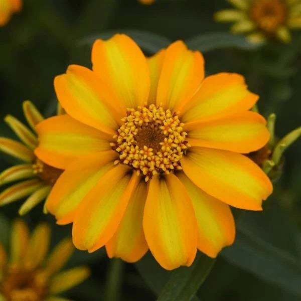 Zinnia Seeds 1000 Count Star Gold Bright Yellow Flowers Zinnia elegans for Garden and Landscape