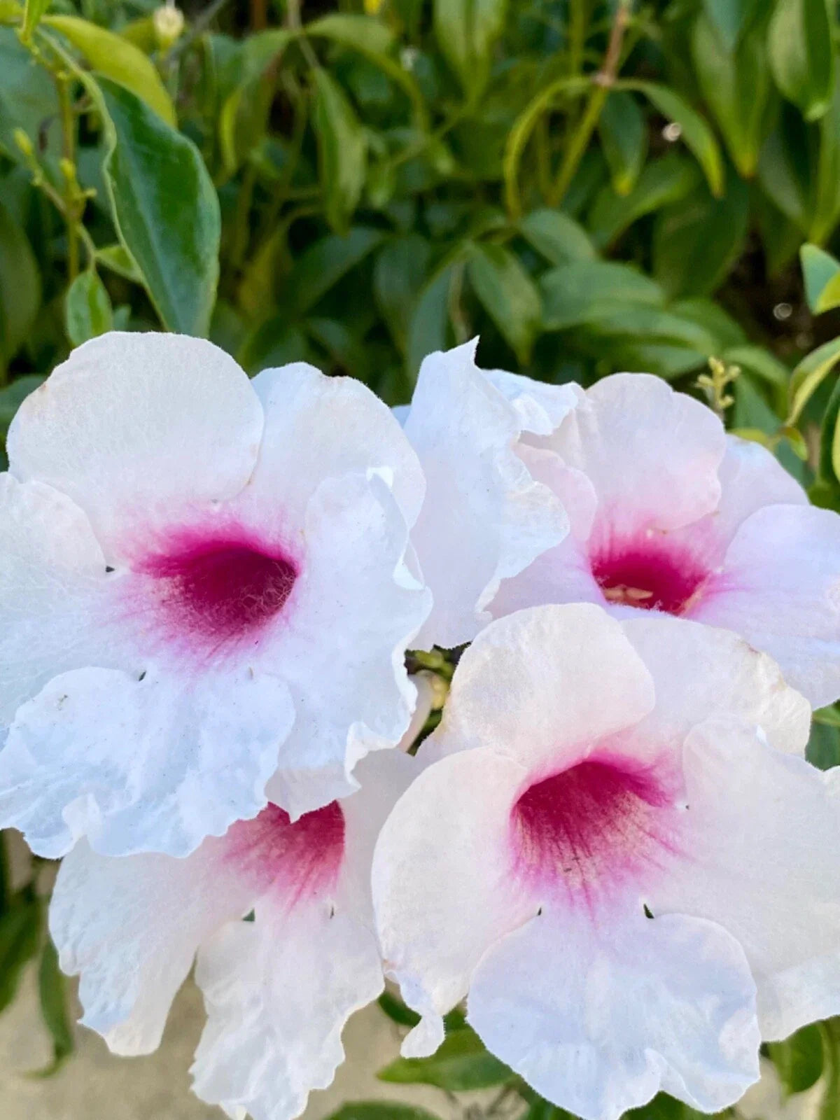 PINK BOWER PANDORA Vine Cuttings 7 Pack - Fragrant Pink/White Flowers (Pandorea jasminoides) for Rooting and Planting