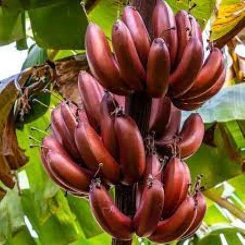 Small Rooted Starter Plant - BORDELON Banana Tree - Musa acuminata - Easy Care Tropical Foliage for Home Garden
