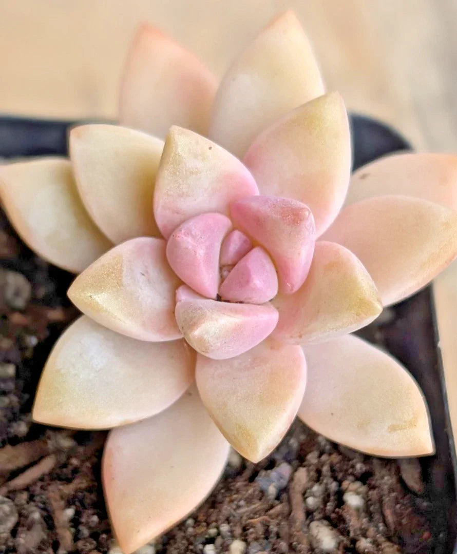 2" Potted Ghost Plant - Pink Succulent - Graptopetalum paraguayense - Drought-Tolerant Indoor/Outdoor Houseplant