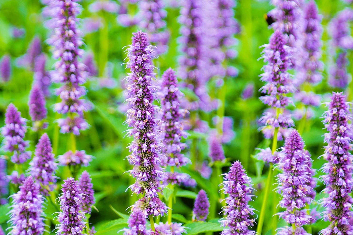 Anise Hyssop Seeds - 500 Count - Purple Wildflower - Agastache foeniculum - Aromatic Pollinator Plant for Gardens