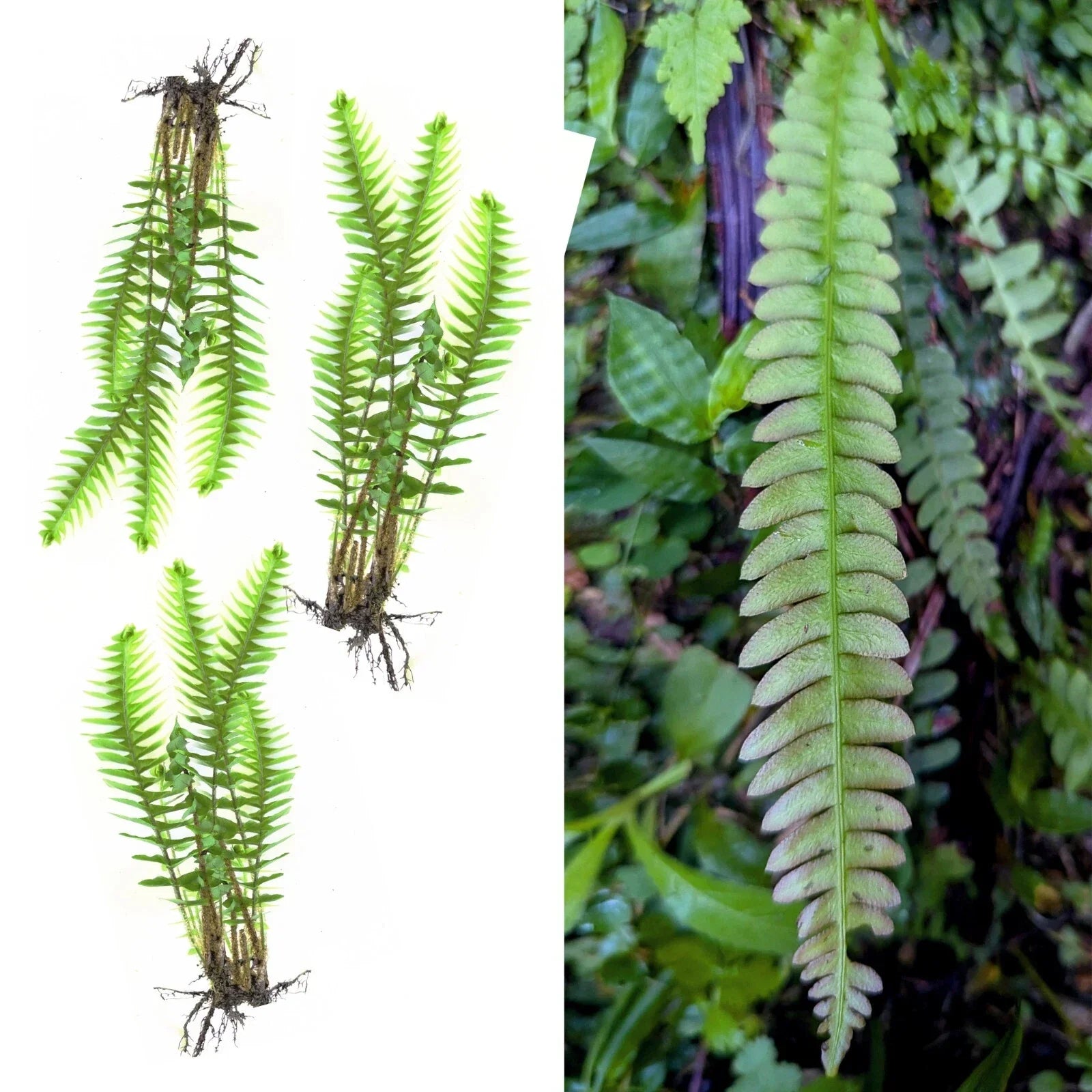 Rare Live Bare Plants x3, Blechnum Polypodiodes Fern, Soft Leaves, Shade Tolerant, Exotic, 4-Inch