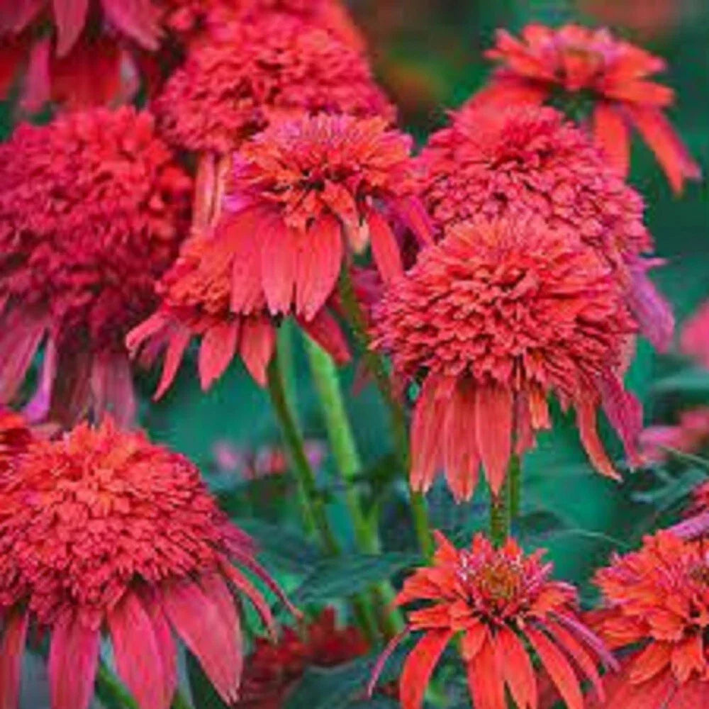 50 Echinacea Coneflower Seeds - Mandarin Double Scoop Perennial - Vibrant Garden Flowers - Echinacea purpurea