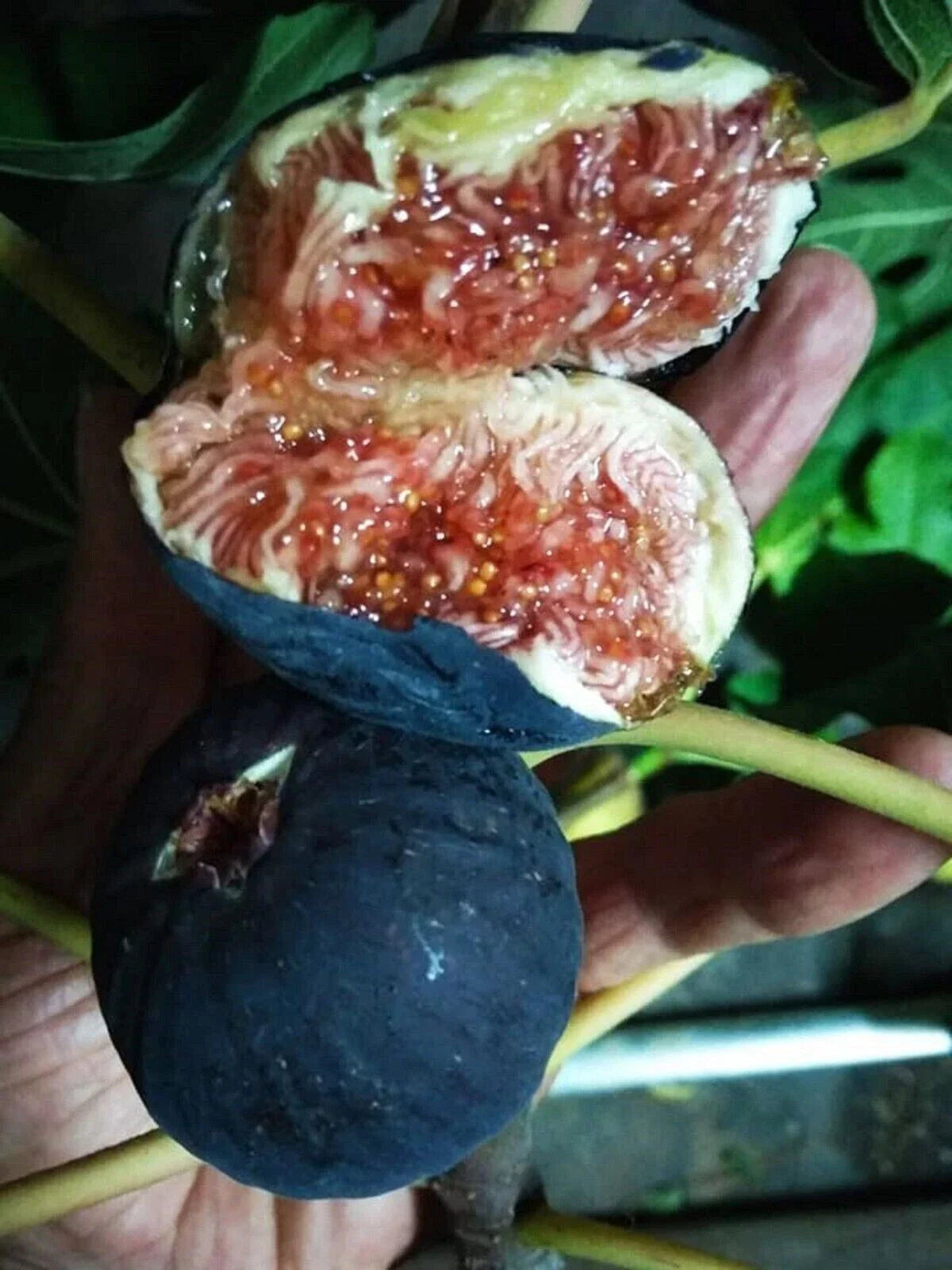 Black Madeira Fig Cutting - Non-Rooted - Ficus carica 'Black Madeira' - Premium Quality for Home Gardening and Propagation