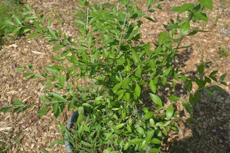 Henna Plant Live 10-14 Inches Lawsonia inermis Well-Rooted Bush in Half Gallon Pot for Indoor or Outdoor Gardening