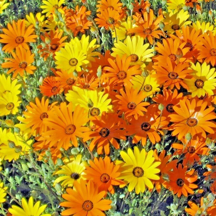 African Daisy Seeds - 200+ Pack - Drought Tolerant Flowering Annual - Osteospermum, Vibrant Blooms for Garden & Container