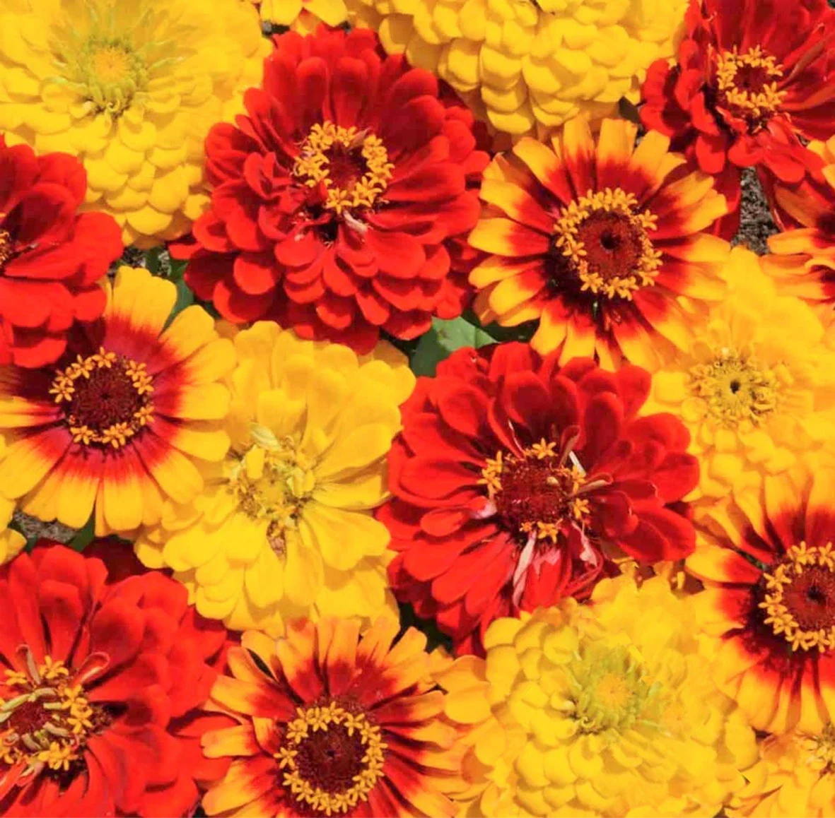 Zinnia Seeds 100 Count South of the Border Mix Red Yellow Sombrero Flowers Zinnia elegans