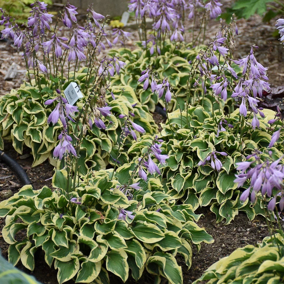 Hosta Plant 5.25" Pot Wrinkle in Time Hosta 'Wrinkle in Time' Hardy Perennial Shade Plant for Gardens