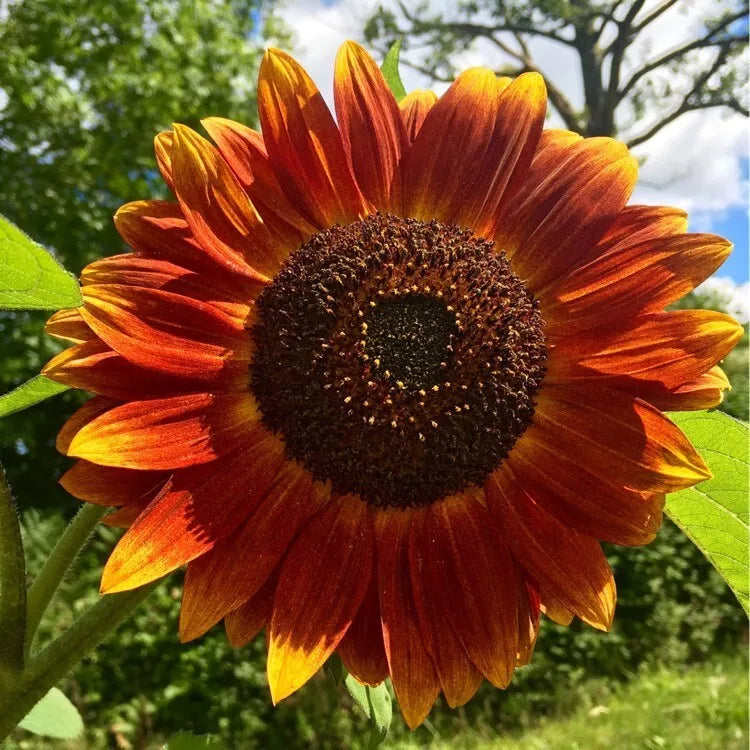 Evening Sun Sunflower Seeds - 25 Pack - Helianthus annuus - Bright Yellow Blooms for Garden Planting