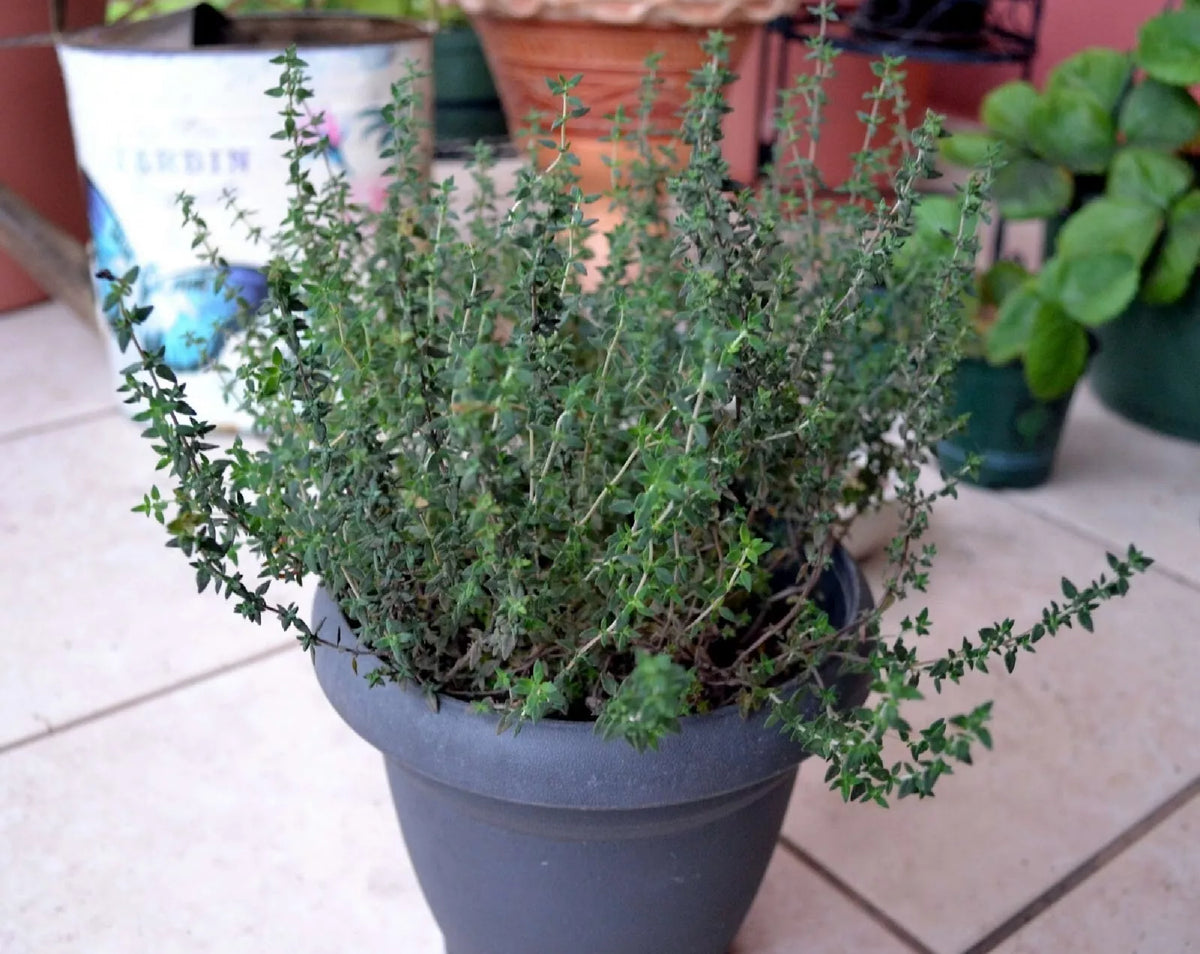 Common Thyme Herb Seeds - 300+ Aromatic Seeds - Thymus Vulgaris - Culinary Garden Herb for Indoor/Outdoor Use