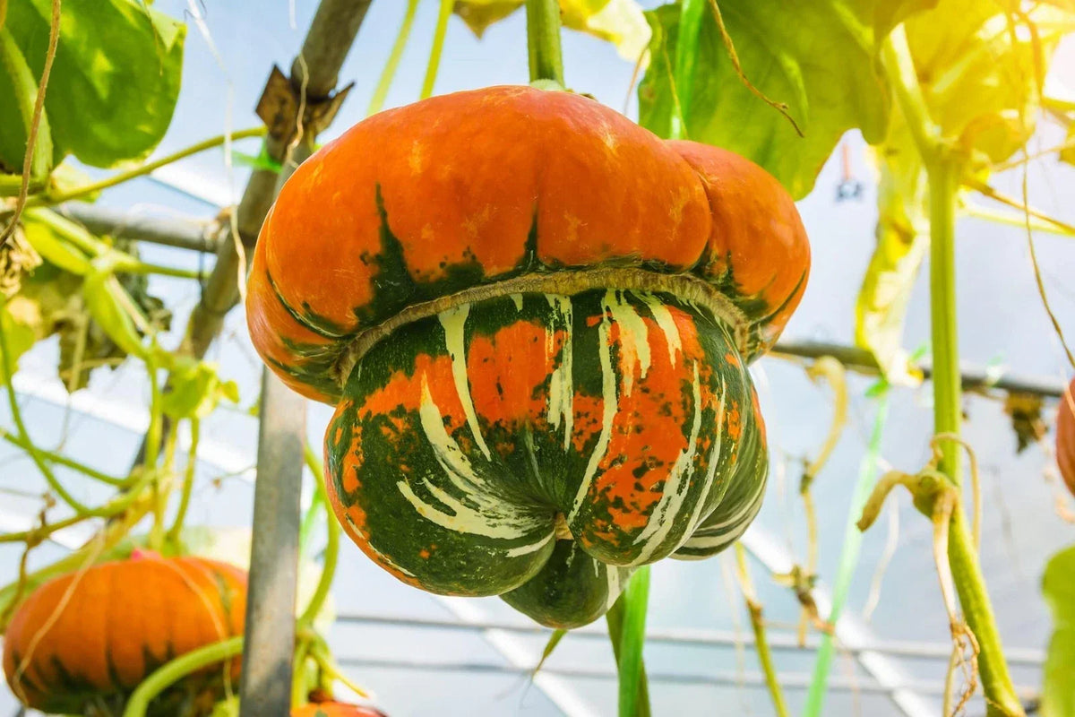 Turkish Turban Seeds - 10 Pack - Colorful Gourds - Cucurbita maxima - Exotic Garden Planting