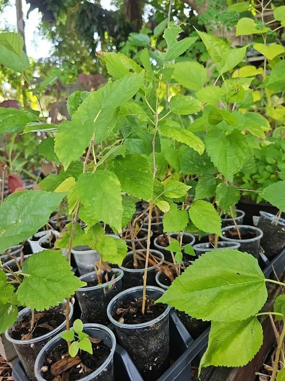 Dwarf Black Mulberry Plant 10" Everbearing Organic Morus Nigra - Well-Rooted Live Plant for Home Garden or Patio