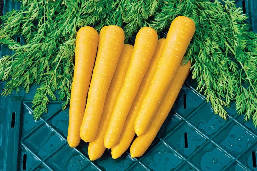 Gold Nugget Carrot Seeds - 1000+ Count - Organic Daucus carota - Non-GMO, USA Grown for Home Garden
