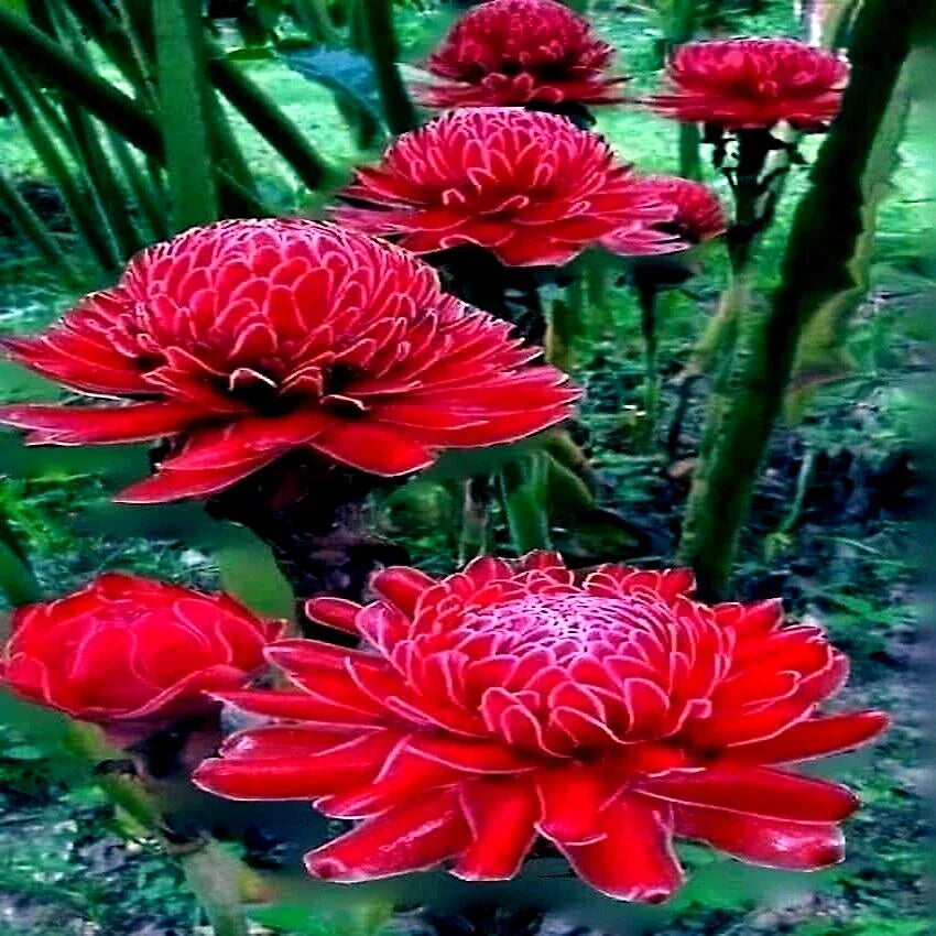 10 Red Torch Ginger Seeds - Etlingera elatior - Exotic Tropical Flower Seeds for Gardens