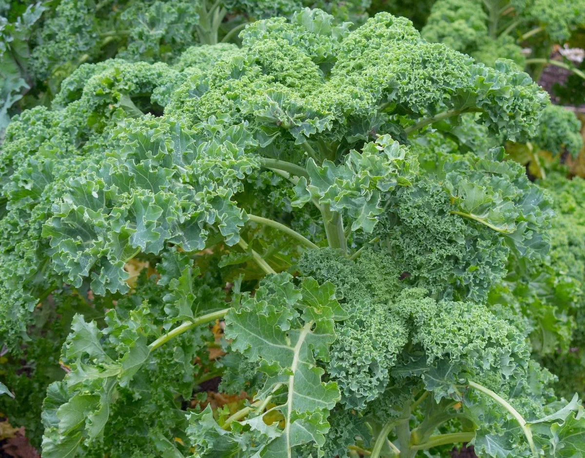 Dwarf Siberian Kale Seeds - Non-GMO Heirloom - Compact Greens for Small Gardens - Brassica oleracea var. sabellica
