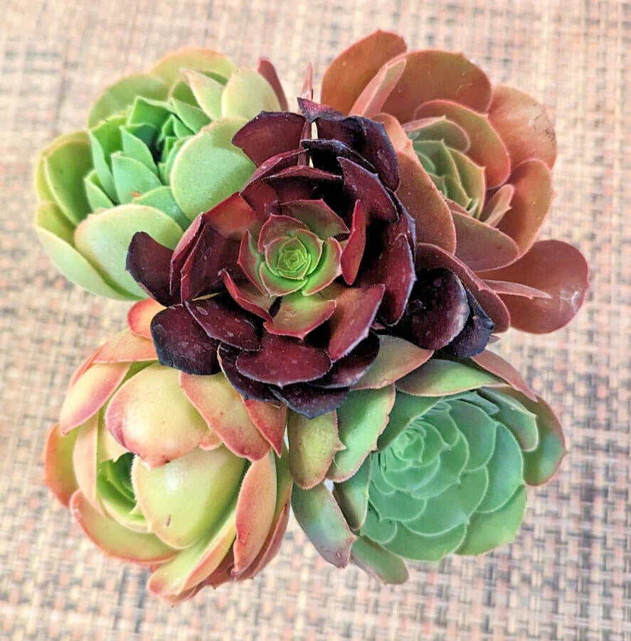 Aeonium Cuttings Set of 5 - 2" Diameter Diverse Varieties - Succulent Plants for Home Decor - Aeonium spp.