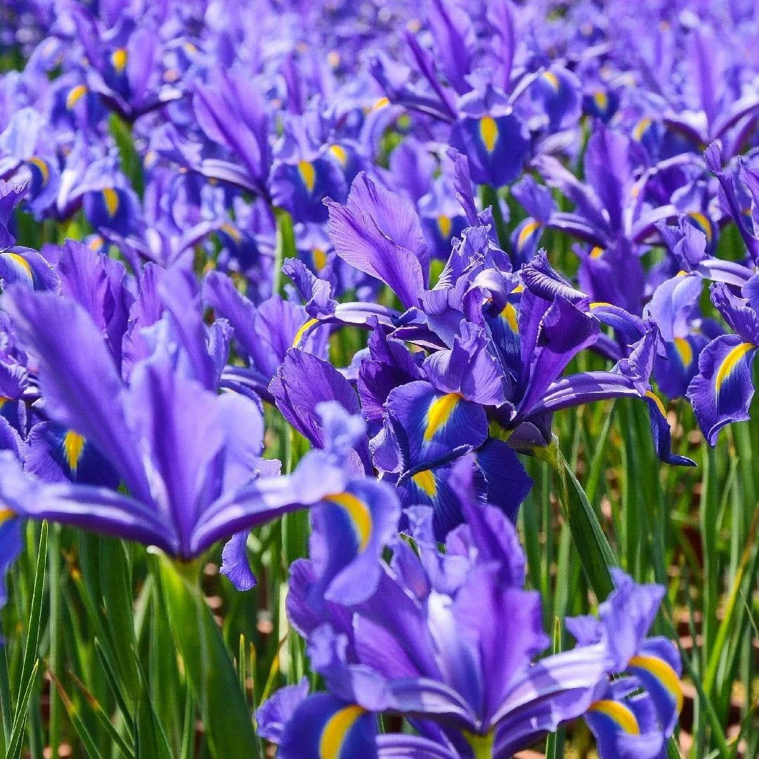 Dutch Iris Plants 3-Pack - Live Rooted Flowers - Iris × hollandica - European Heritage Blooms