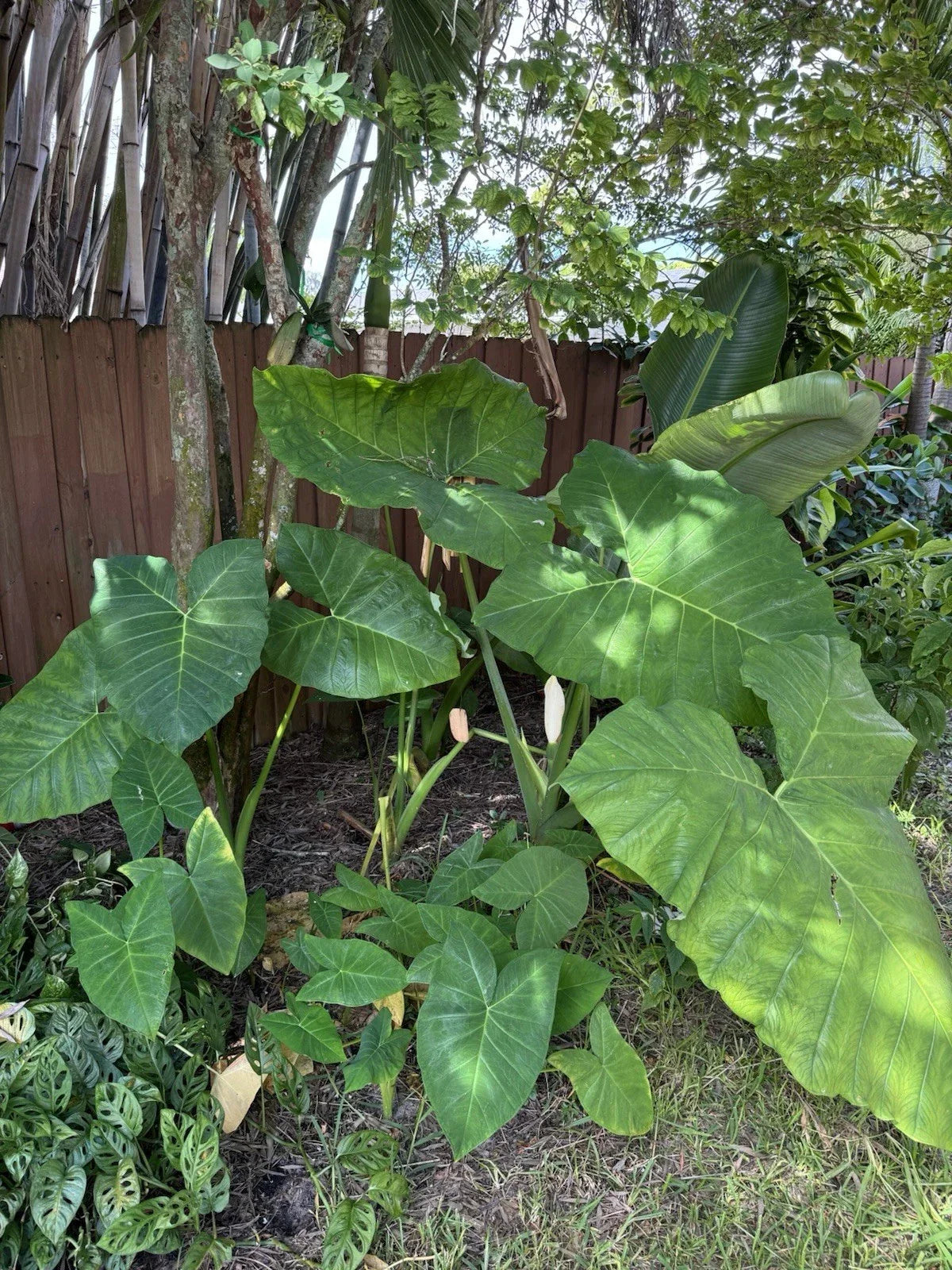 Malanga Plant Rooted 7-9” Xanthosoma Sagittifolium Taro Elephant Ear Indoor Outdoor Garden