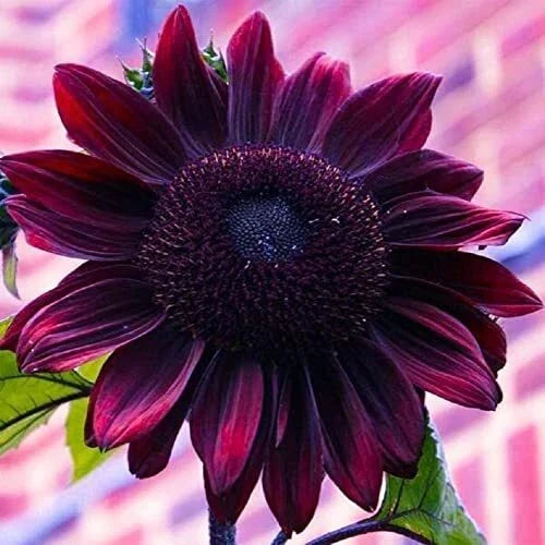 Chocolate Sunflower Seeds 50 Pack | Exotic Dark Brown Variety | Helianthus annuus