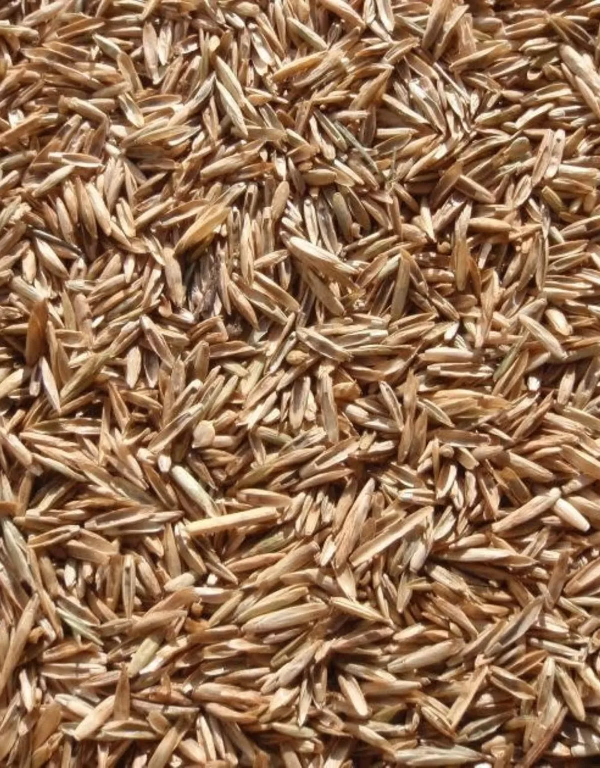 Annual Ryegrass Seeds - Premium Quality Fast-Growing Lawn Grass - Lolium multiflorum - Ideal for Cool-Season Areas