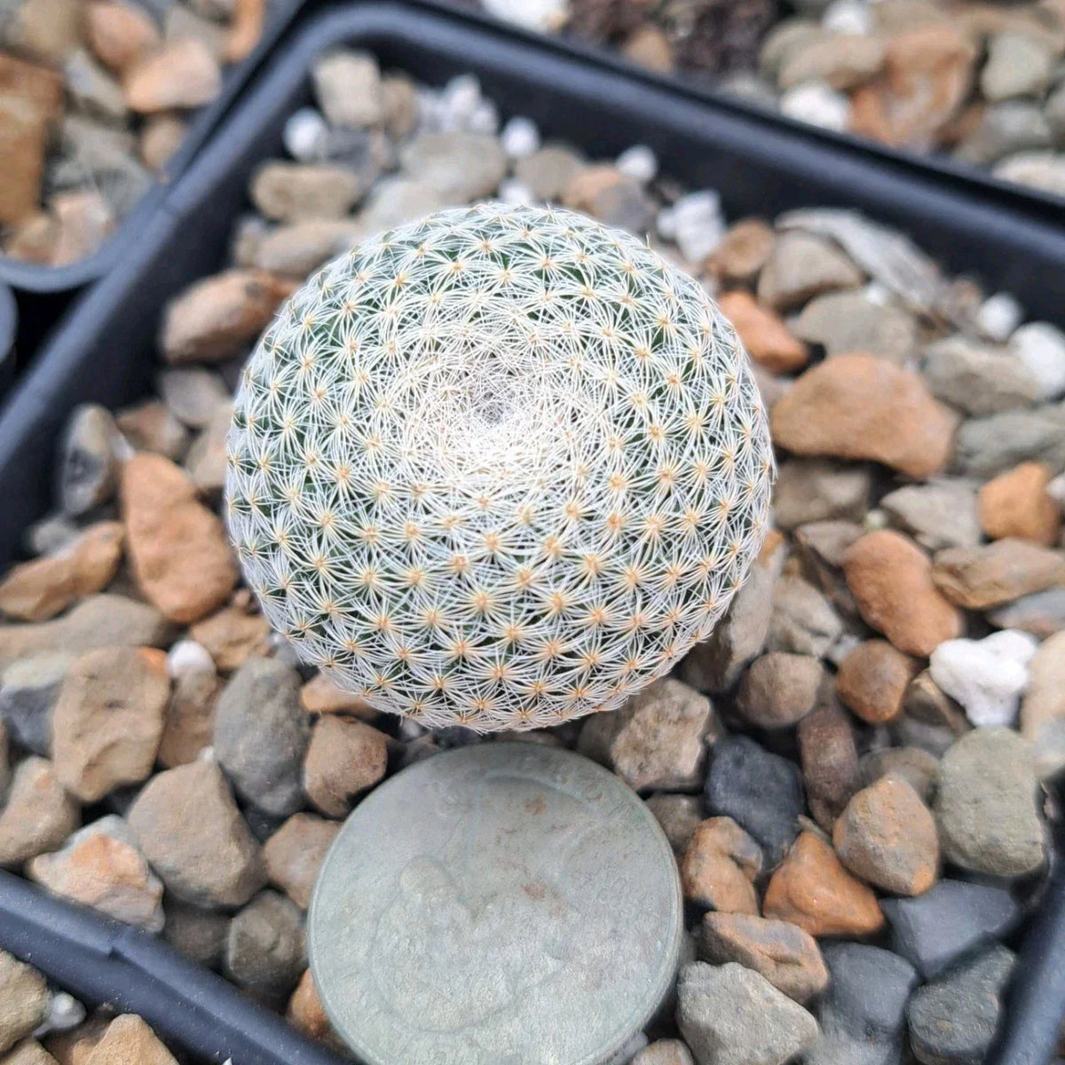 Mammillaria Microthele Bare Root Cactus, Unique Succulent Plant, Rare Desert Flora, Drought-Tolerant Cacti