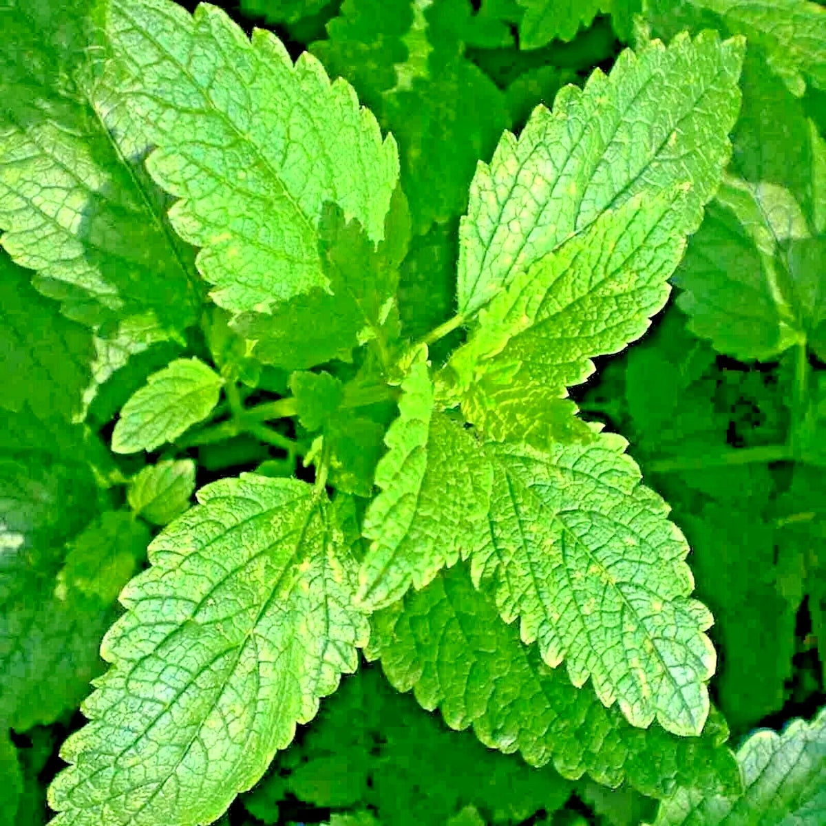 Lemon Balm Seeds Pack - 2000+ Non-GMO Perennial Citronella (Melissa officinalis) - Natural Insect Repellent Garden Seeds