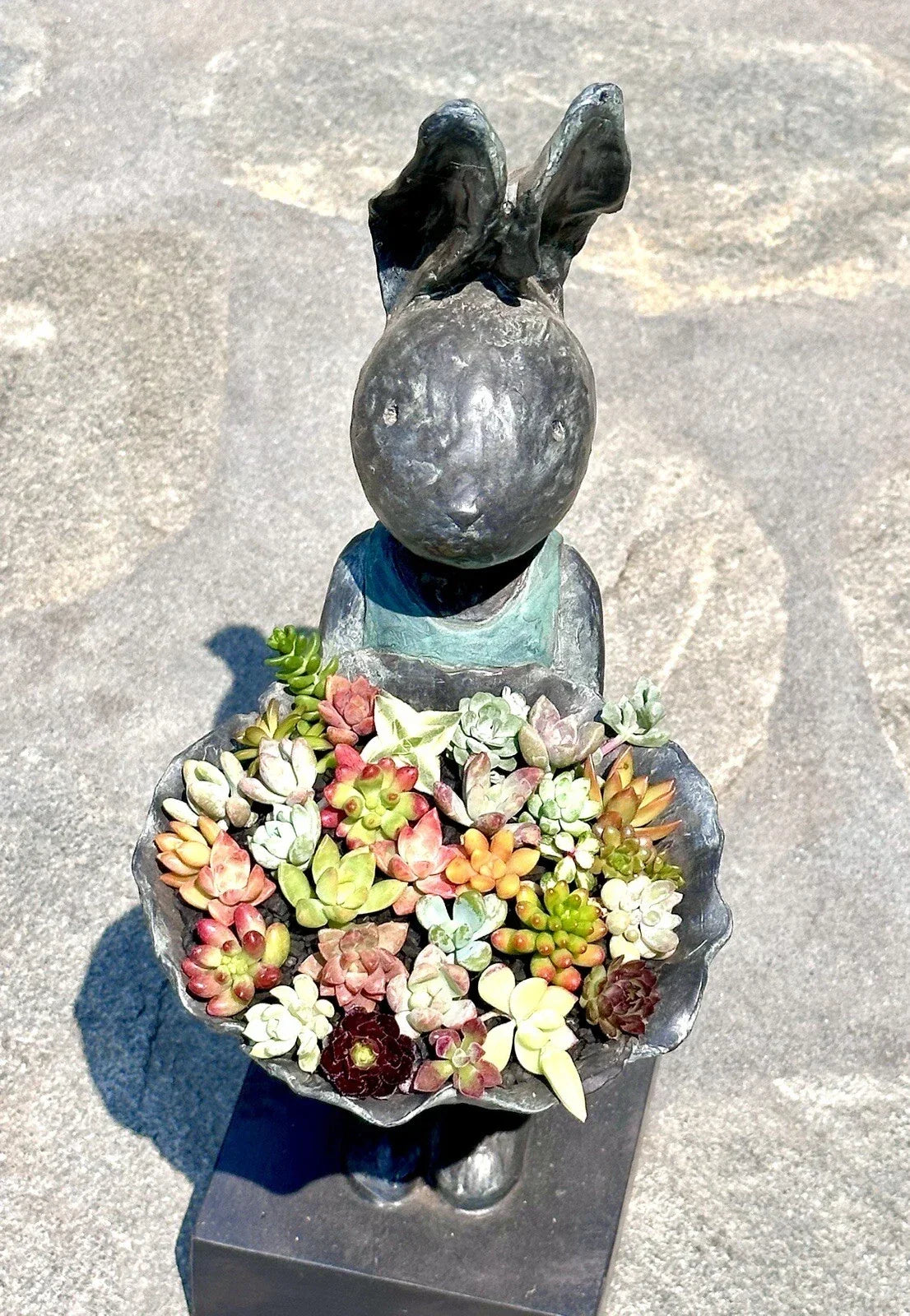 Assorted Mini Succulent Cuttings Set - 12 Total - Perfect for Terrariums & Fairy Gardens - Various Species - Easy Care