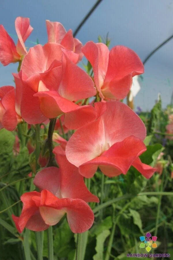Sweet Pea Seeds - 50+ Pack - Thomas & Linda Variety - Lathyrus odoratus - Non-GMO Garden Seeds for Planting