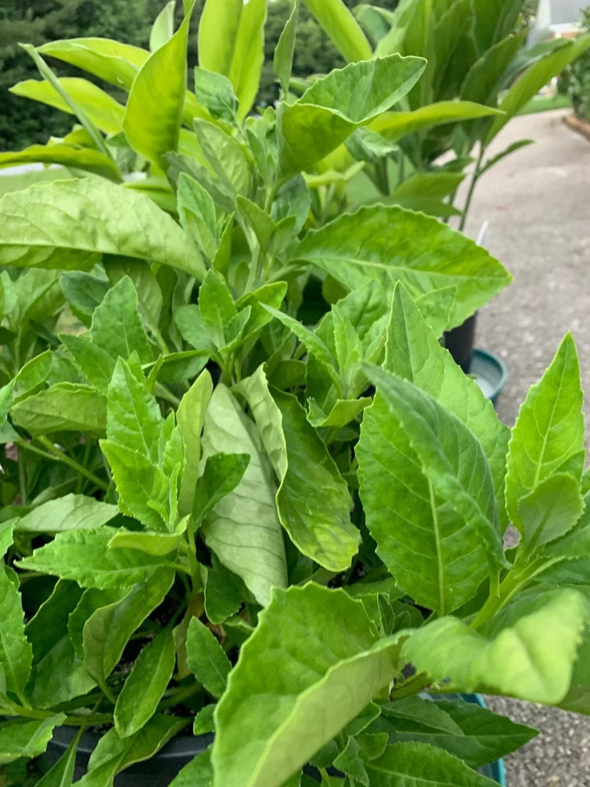 Longevity Spinach Cuttings - 4 Unrooted Edible Greens - Gynura procumbens - Fresh 5-6 Inch Cuttings for Healthy Living
