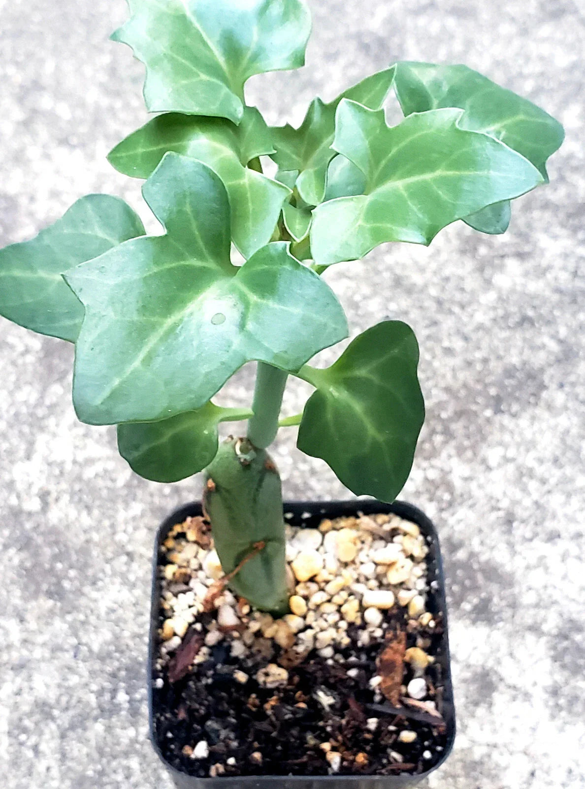 Senecio Articulatus Candle Plant - 2.5" Potted Rare Succulent - Unique Jointed Stems - Indoor/Outdoor Decor