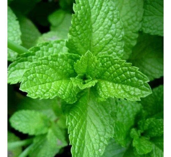 Peppermint Seeds Non-GMO Variety Packet Mentha piperita Aromatic Perennial Culinary Herb
