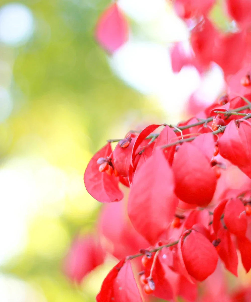 Burning Bush Live Plant - Fire Bush - Deer Resistant - Euonymus alatus - Over 3 Inches - Vibrant Red Foliage for Garden