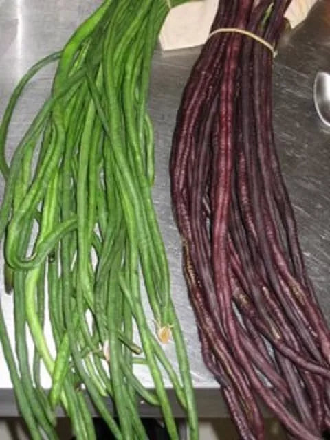 Yard Long Bean Seeds - 15+ Green/Red Asian Noodle Beans - Vigna unguiculata subsp. sesquipedalis - Non-GMO, High-Yielding