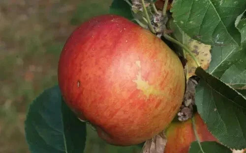 King's Acre Pippin Apple Seeds - 25+ Organic Seeds for Gardening - Malus domestica - Non-GMO, USA Grown