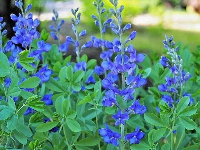 Blue False Indigo Seeds - 50 Pack - Baptisia australis - Hardy Perennial - Attracts Pollinators - Zones 3-10