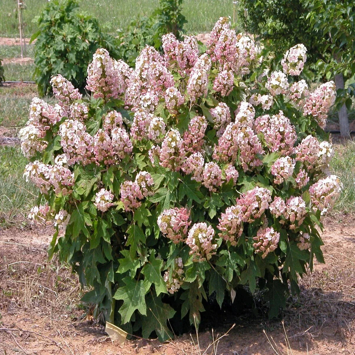 Hydrangea Cuttings 6 Rooted Munchkin Oakleaf Variety - Hydrangea quercifolia, Healthy Leaves & Roots for Garden or Landscape