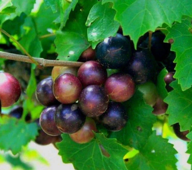 Heirloom Muscadine Grape Vines Live Plants 2 Yr Old Rotundifolia Vitis, Fruit-Bearing for Home Garden, Sweet Grapes
