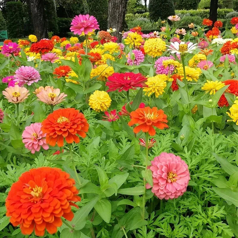 Dahlia Flowered Zinnia Seeds - 100+ Pack - Colorful Blooms - Zinnia elegans - Easy to Grow for Garden Planting